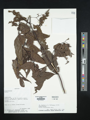 Cordia ecalyculata image