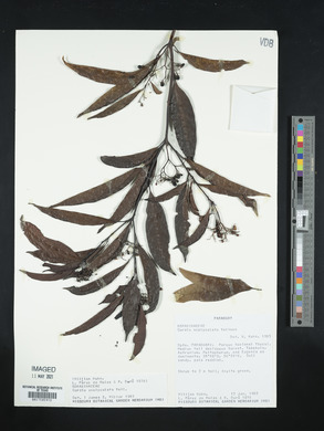 Cordia ecalyculata image