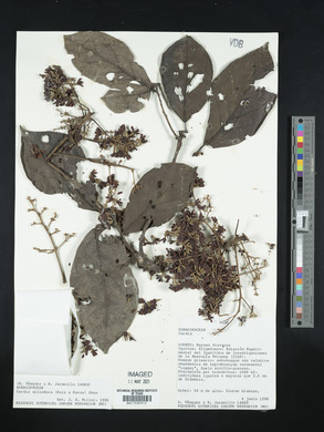 Cordia alliodora image
