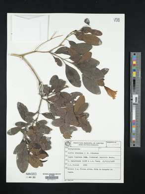 Cordia aberrans image