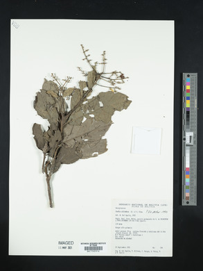 Cordia alliodora image