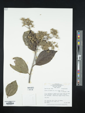 Cordia alliodora image