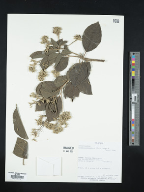 Cordia alliodora image