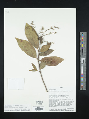 Cordia alliodora image