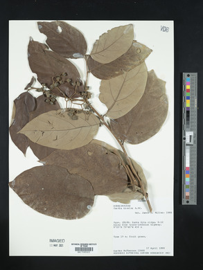 Cordia bicolor image