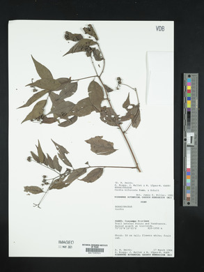 Cordia bifurcata image