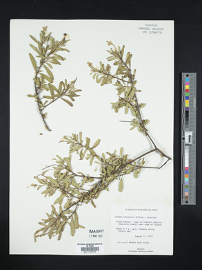 Varronia brittonii image