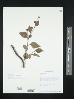 Cordia bullata image