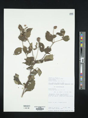 Cordia bullata image