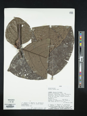 Cordia nodosa image