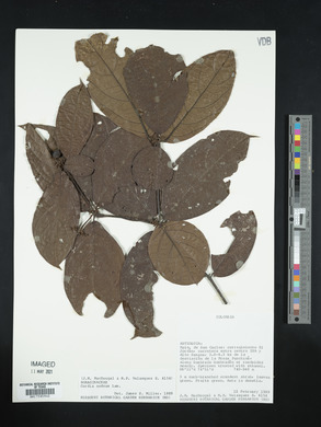 Cordia nodosa image