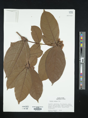Cordia nodosa image