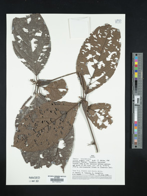 Cordia nodosa image