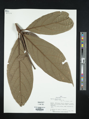 Cordia nodosa image