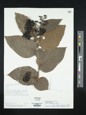 Cordia panamensis image