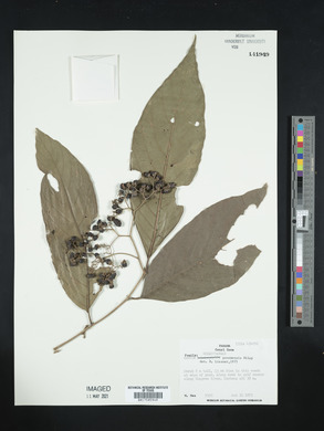 Cordia panamensis image
