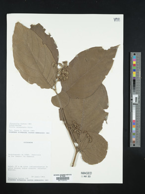 Cordia panamensis image
