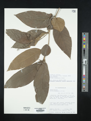 Image Associated With the Occurence
