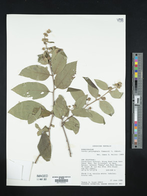 Cordia polycephala image