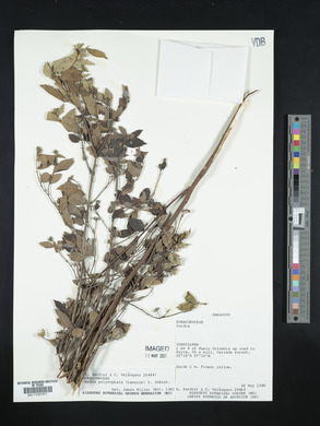 Cordia polycephala image
