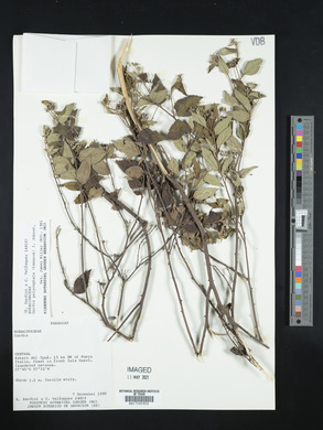 Cordia polycephala image