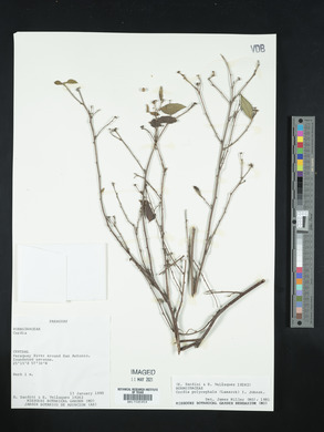 Cordia polycephala image