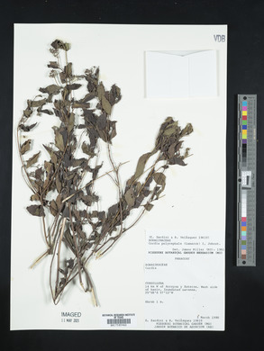 Cordia polycephala image