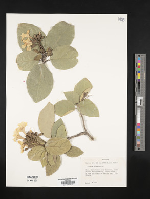 Cordia sebestena image