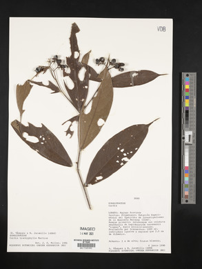 Cordia trachyphylla image