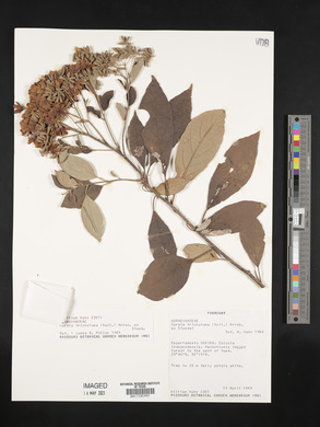 Cordia trichotoma image