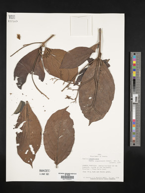 Cordia ucayaliensis image