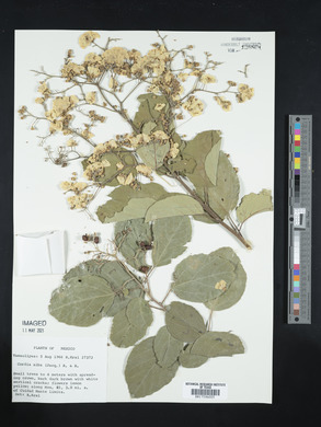 Cordia dentata image