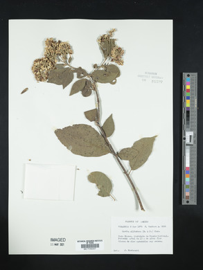 Cordia alliodora image