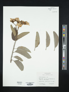 Cordia boissieri image