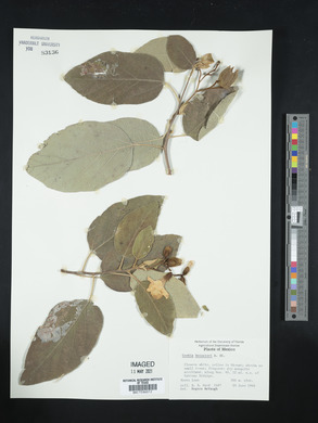 Cordia boissieri image