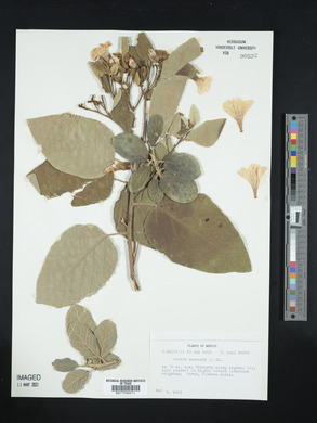 Cordia boissieri image