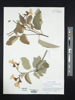 Cordia boissieri image