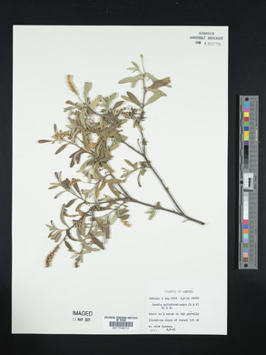 Varronia cylindristachya image