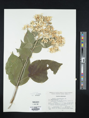 Cordia elaeagnoides image