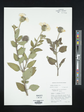 Cordia oaxacana image