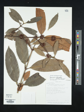 Garcinia intermedia image