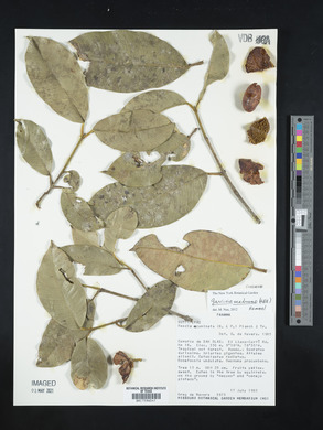 Garcinia madruno image