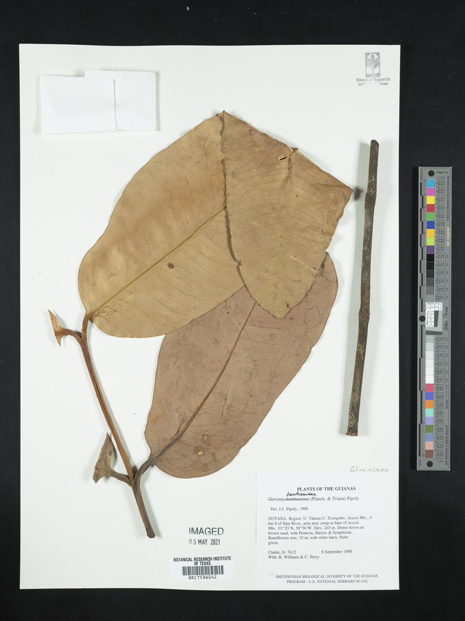 Garcinia benthamiana image