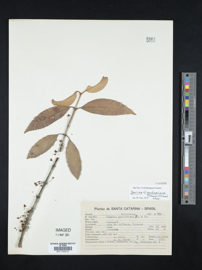 Garcinia gardneriana image