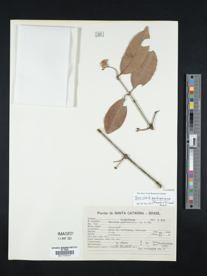 Garcinia gardneriana image