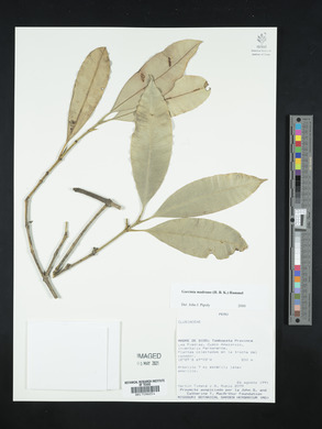 Image Associated With the Occurence