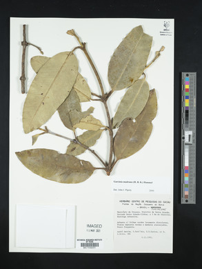 Image Associated With the Occurence