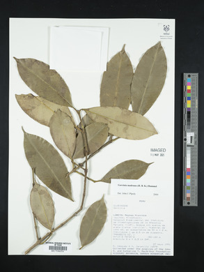 Image Associated With the Occurence