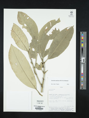 Image Associated With the Occurence