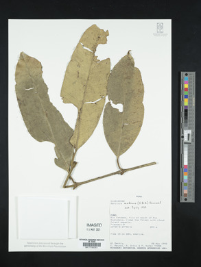 Image Associated With the Occurence